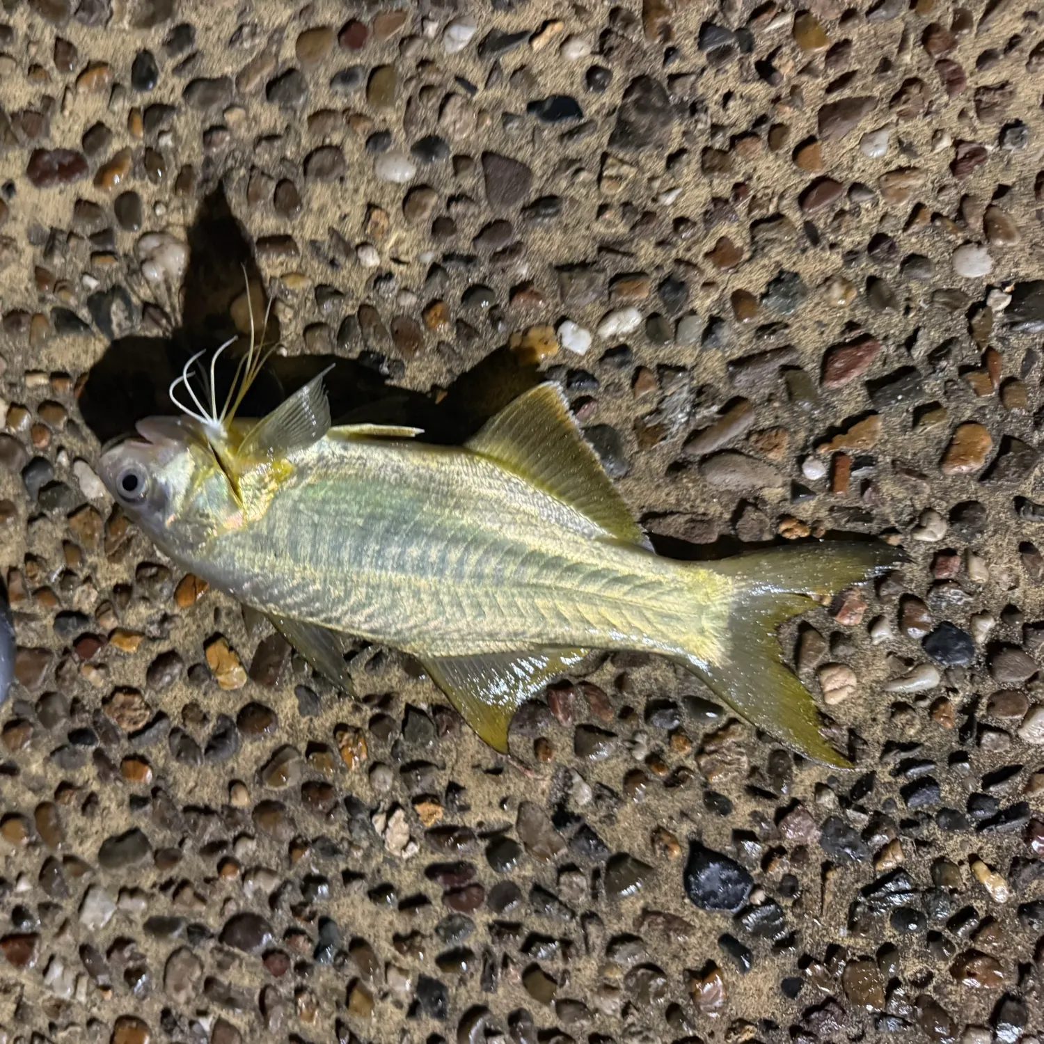 The most recent King threadfin catches on Fishbrain