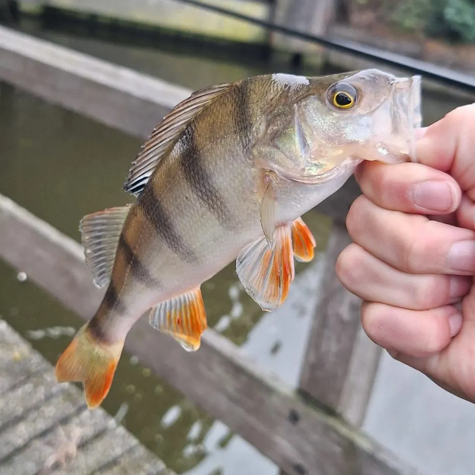 European perch caught on Fishbrain