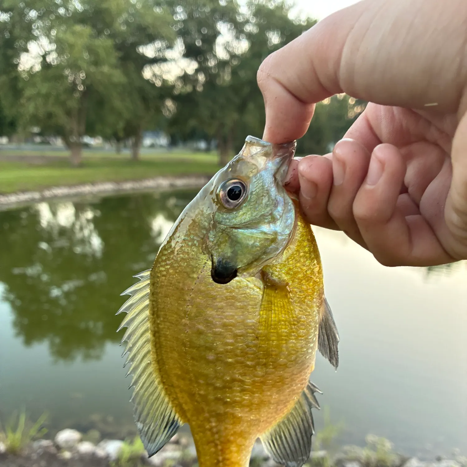 Bluegill caught on Fishbrain