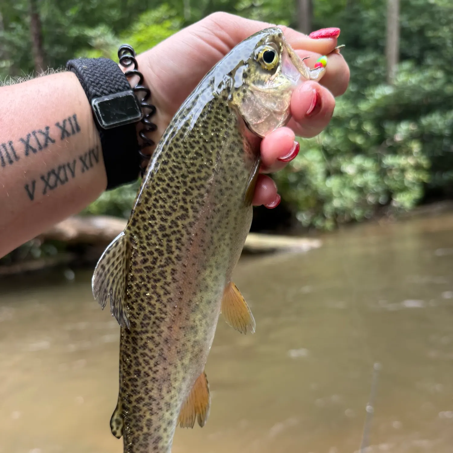 recently logged catches