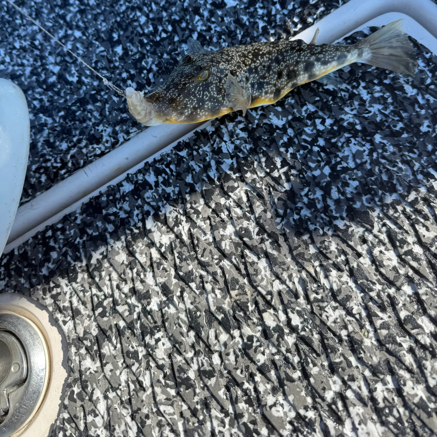 The most recent Southern puffer catches on Fishbrain