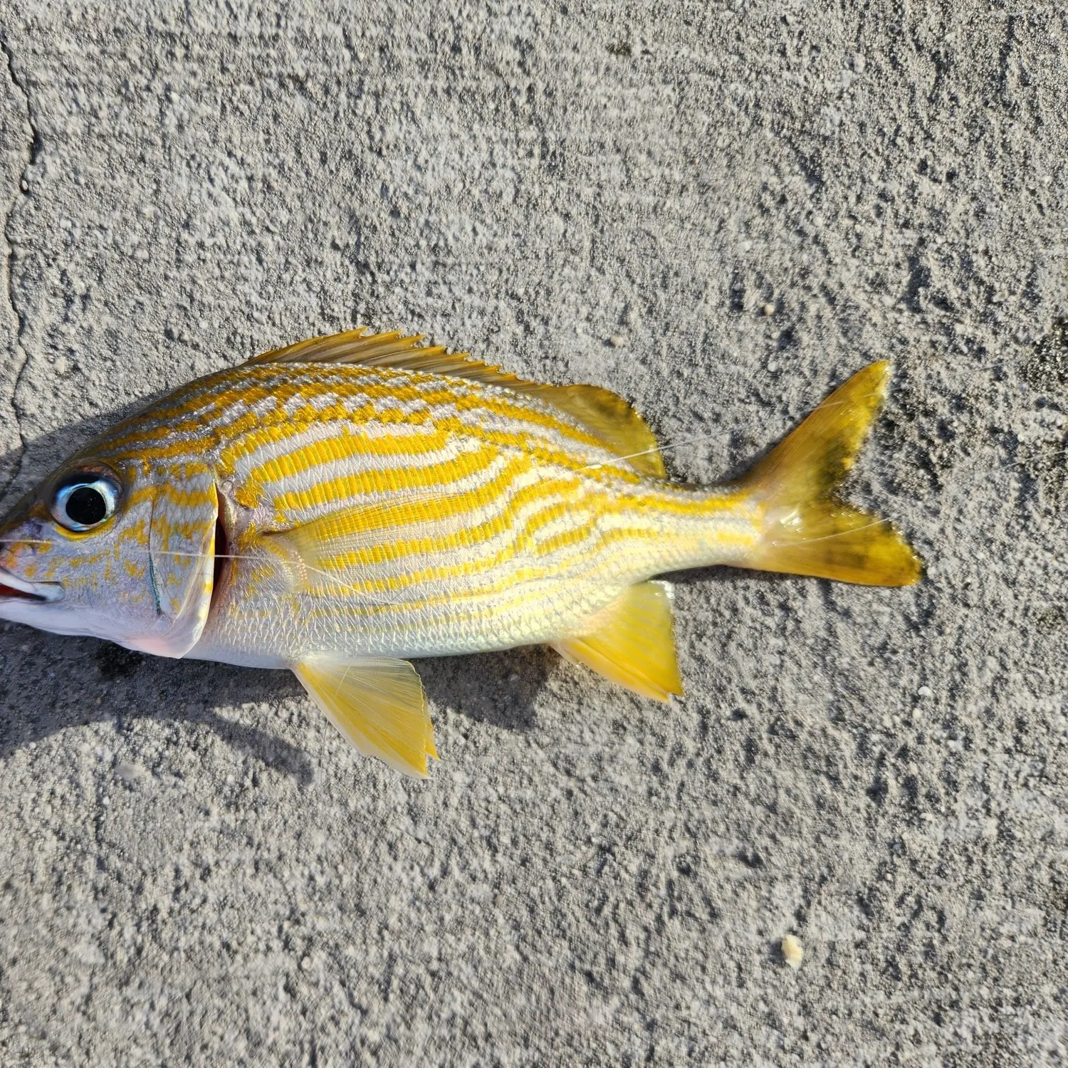 The most recent French grunt catches on Fishbrain