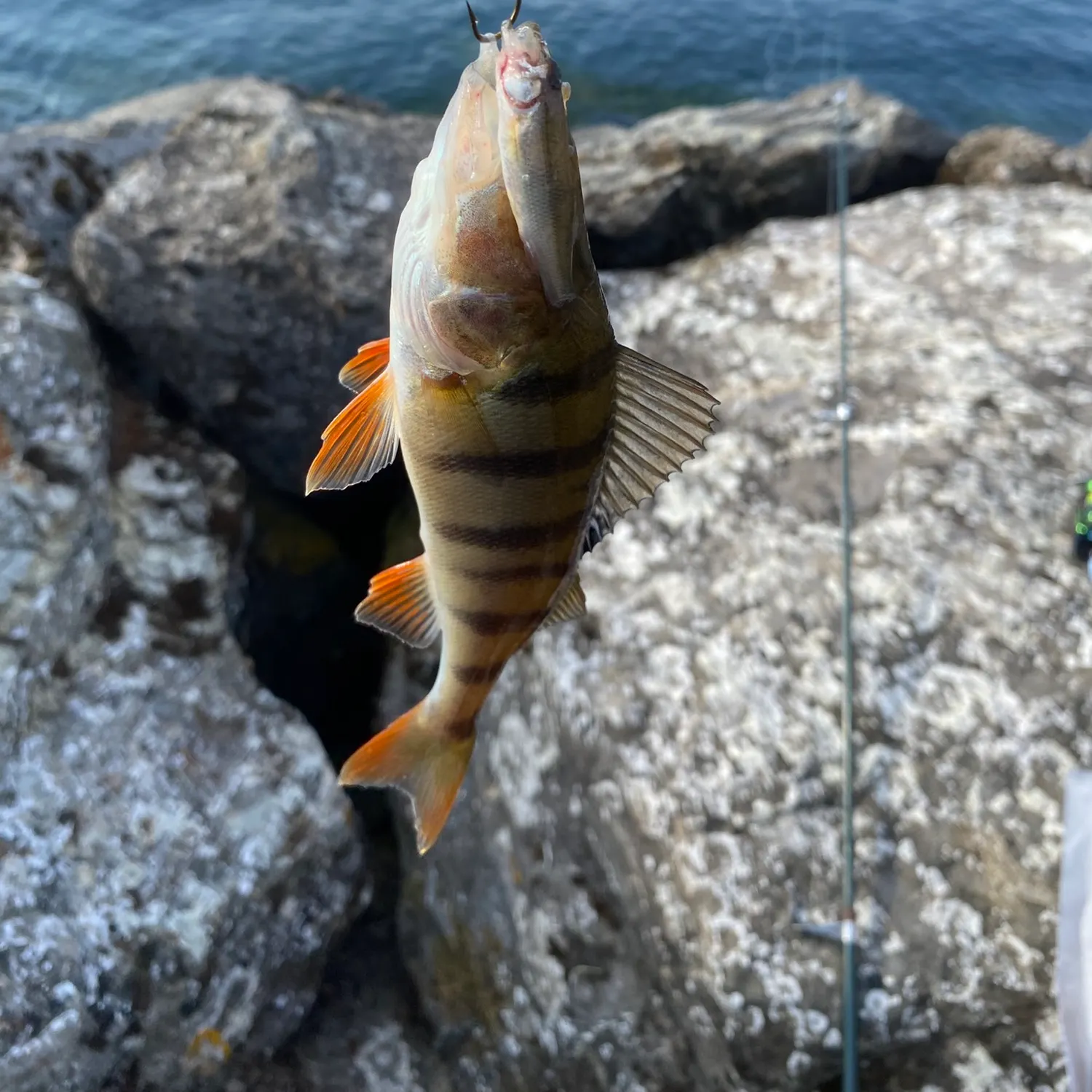 European perch caught on Fishbrain