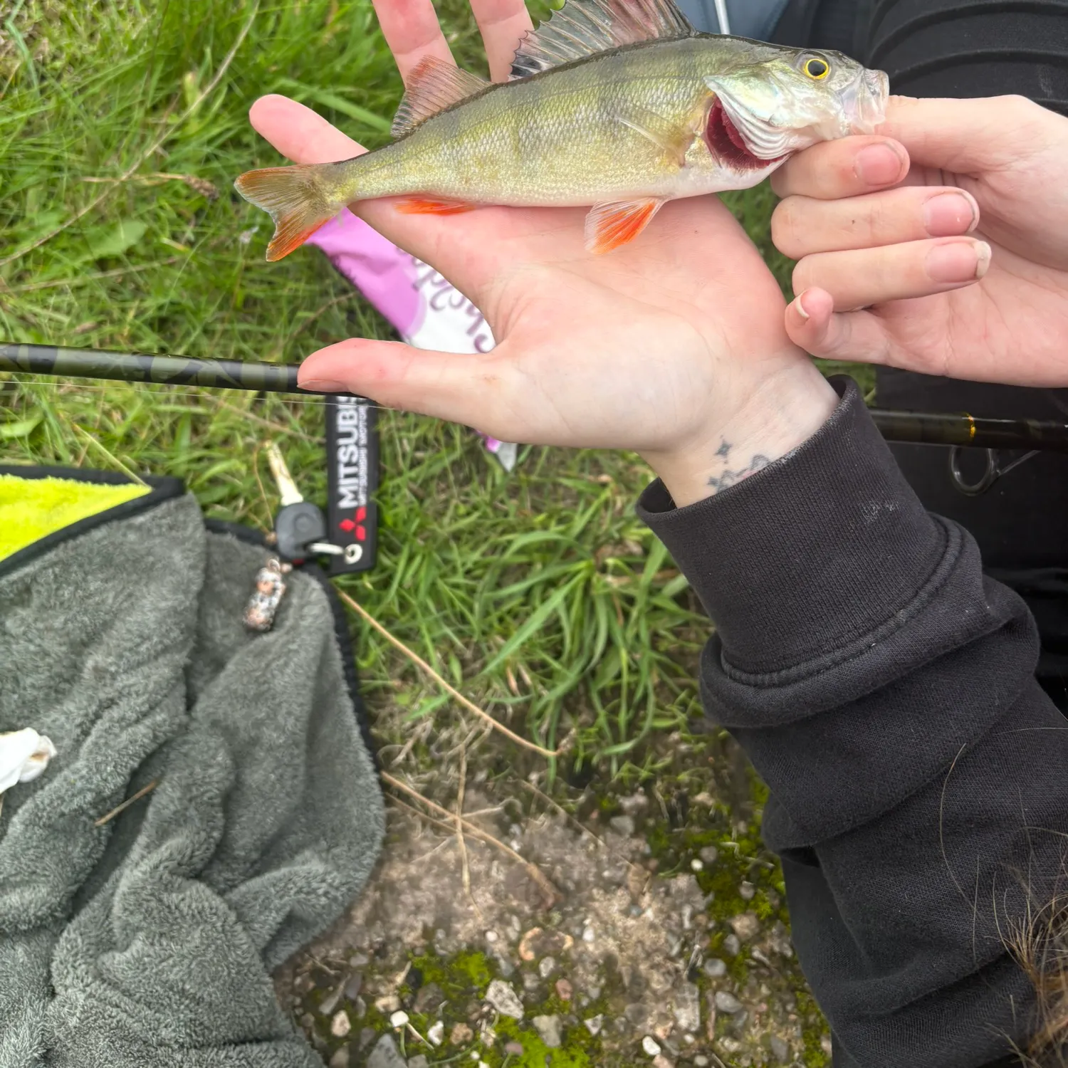 European perch caught on Fishbrain