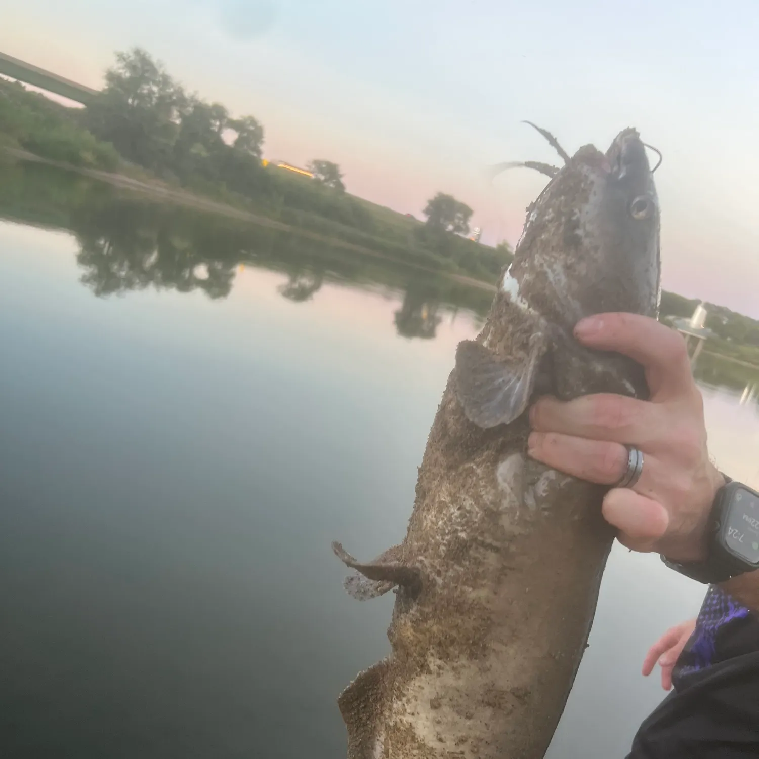 Channel catfish caught on Fishbrain