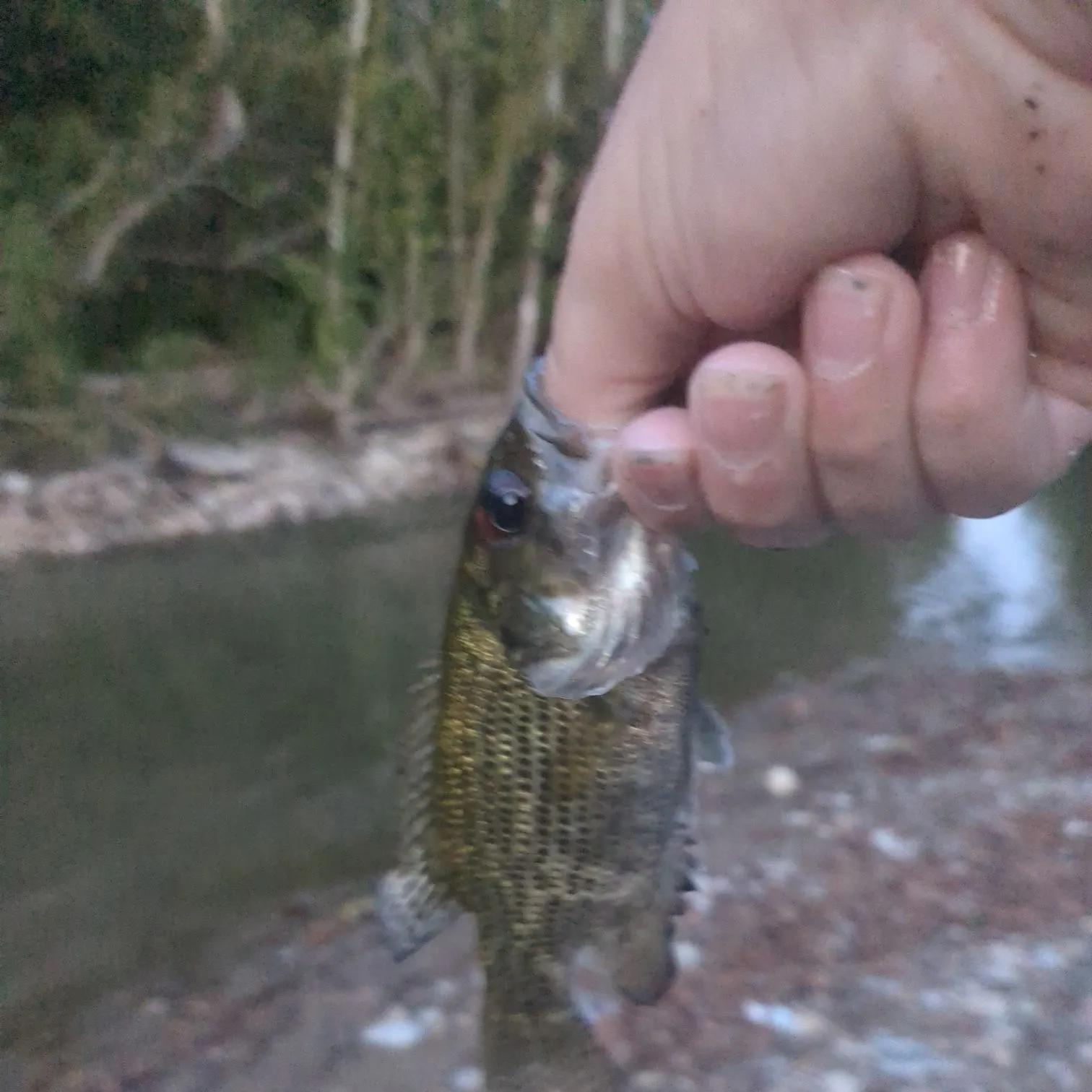 Rock bass caught on Fishbrain