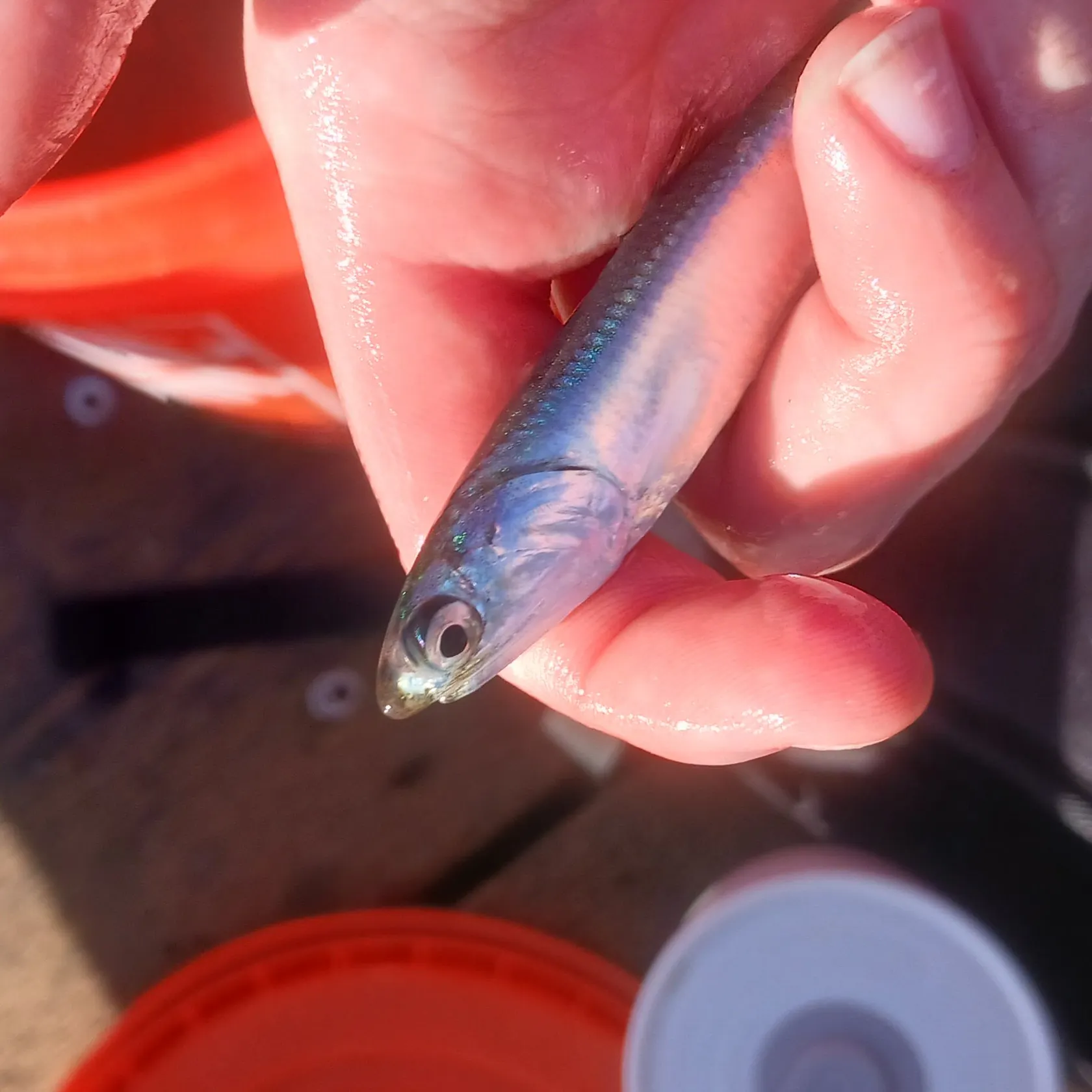 The most recent Jack silverside catches on Fishbrain