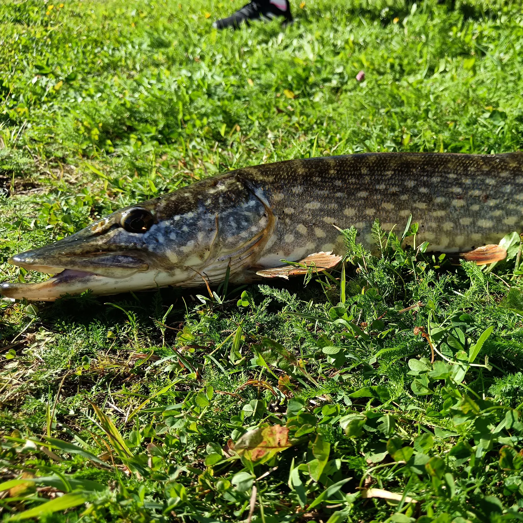 Northern pike caught on Fishbrain