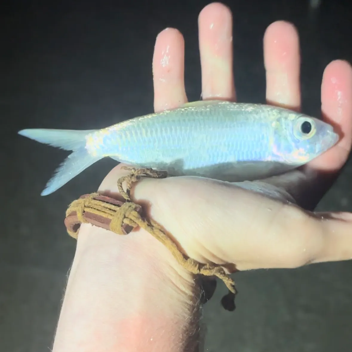 The most recent Atlantic silverside catches on Fishbrain