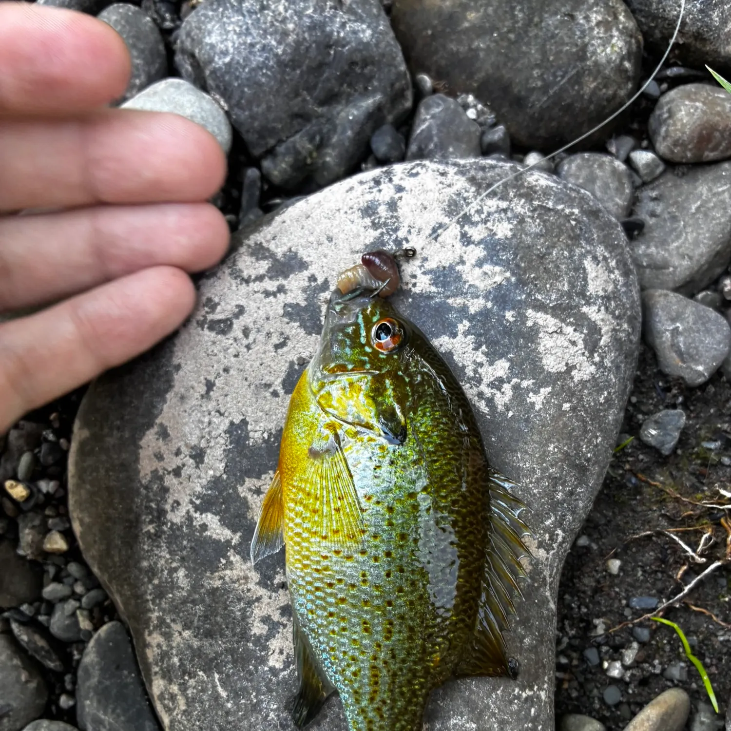 Redbreast sunfish caught on Fishbrain