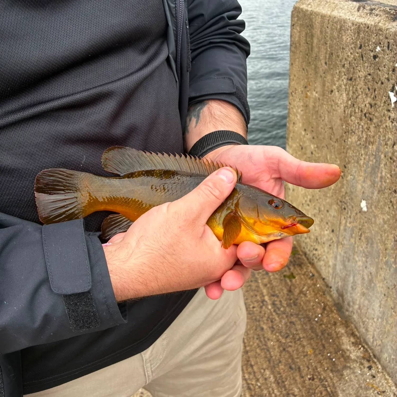Ballan wrasse caught on Fishbrain