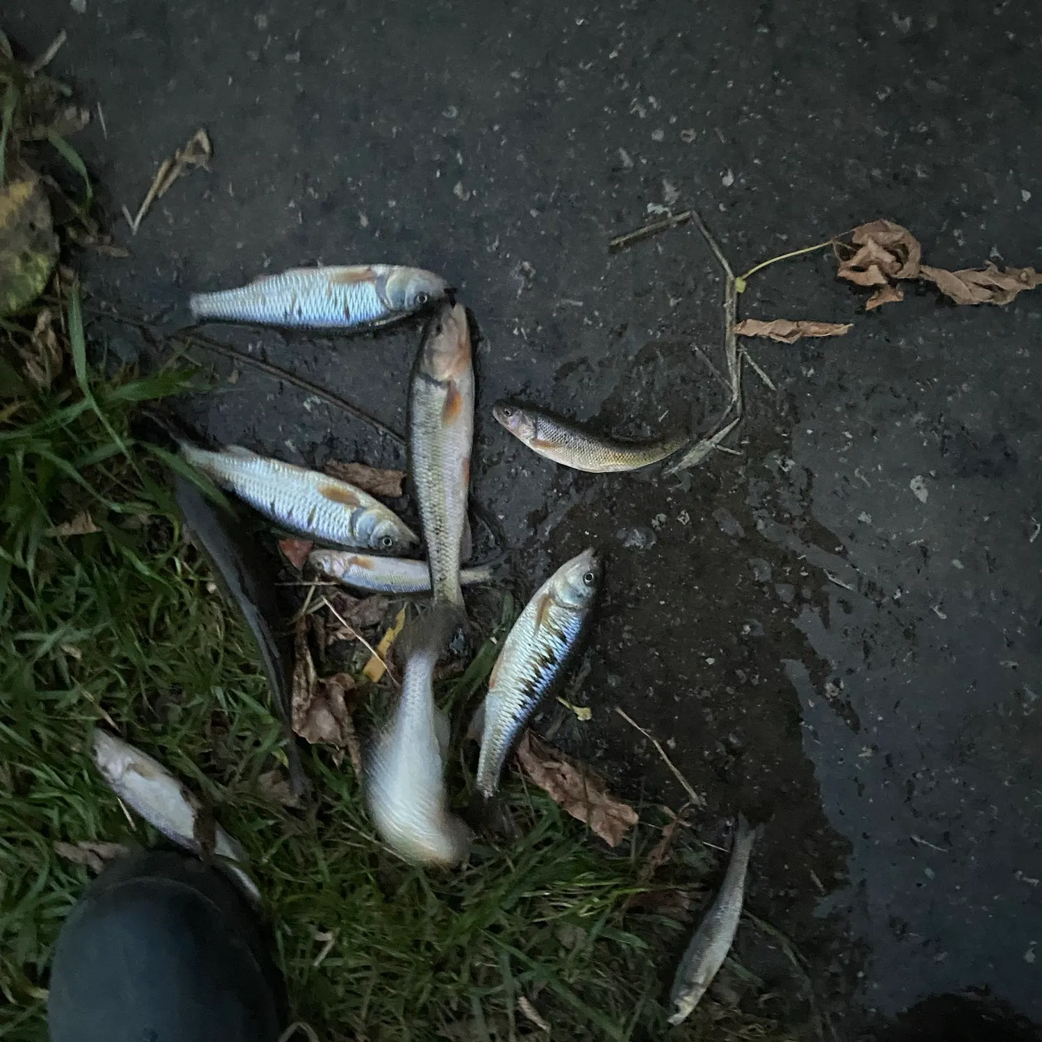 Creek chub caught on Fishbrain