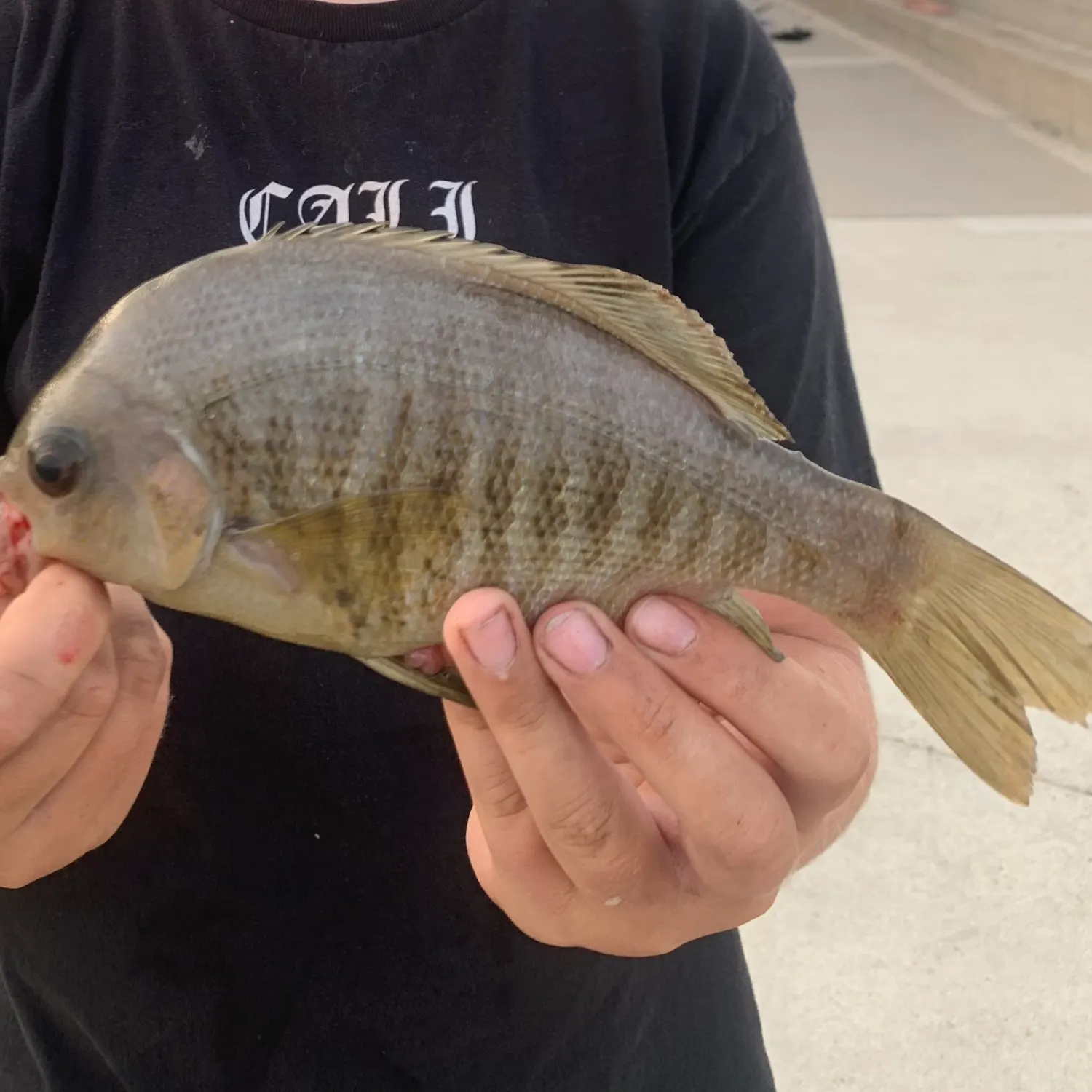 The most recent Black perch catches on Fishbrain