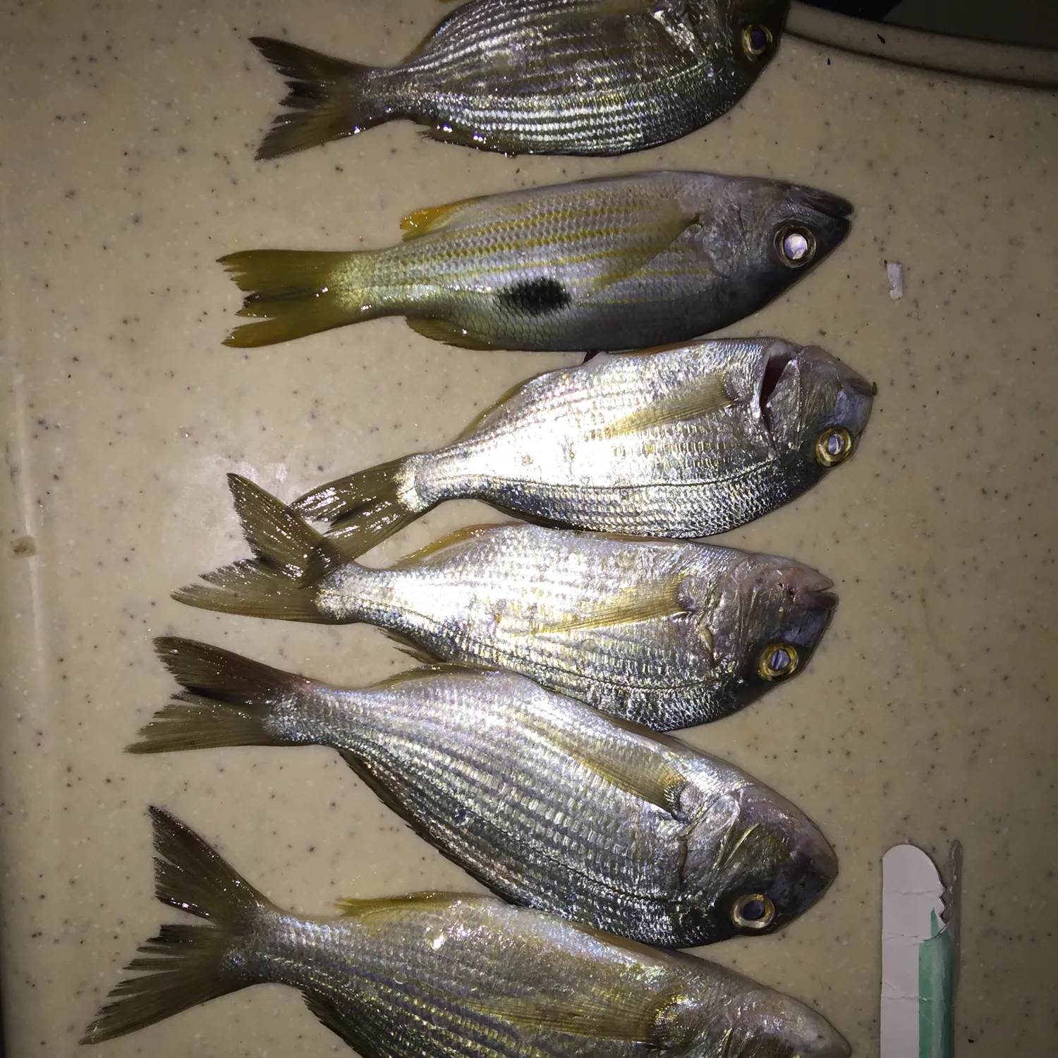 recently logged catches