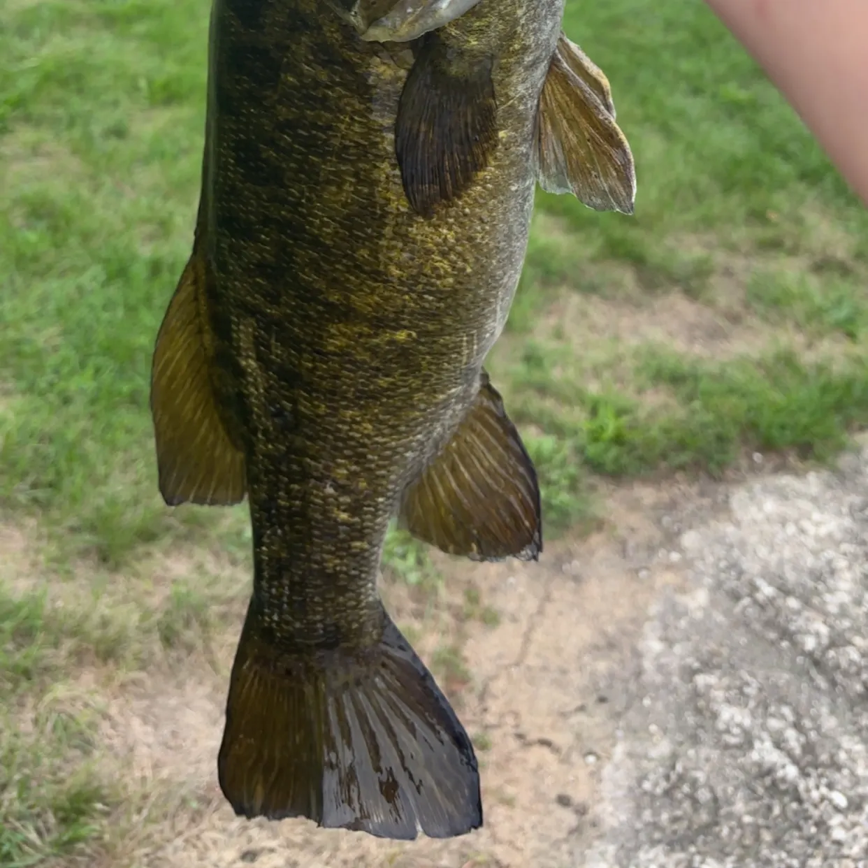 Smallmouth bass caught on Fishbrain