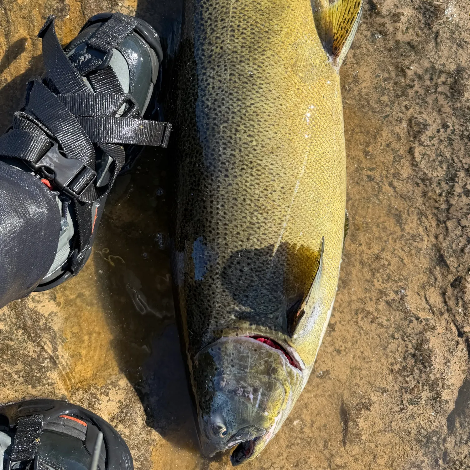 Chinook salmon caught on Fishbrain