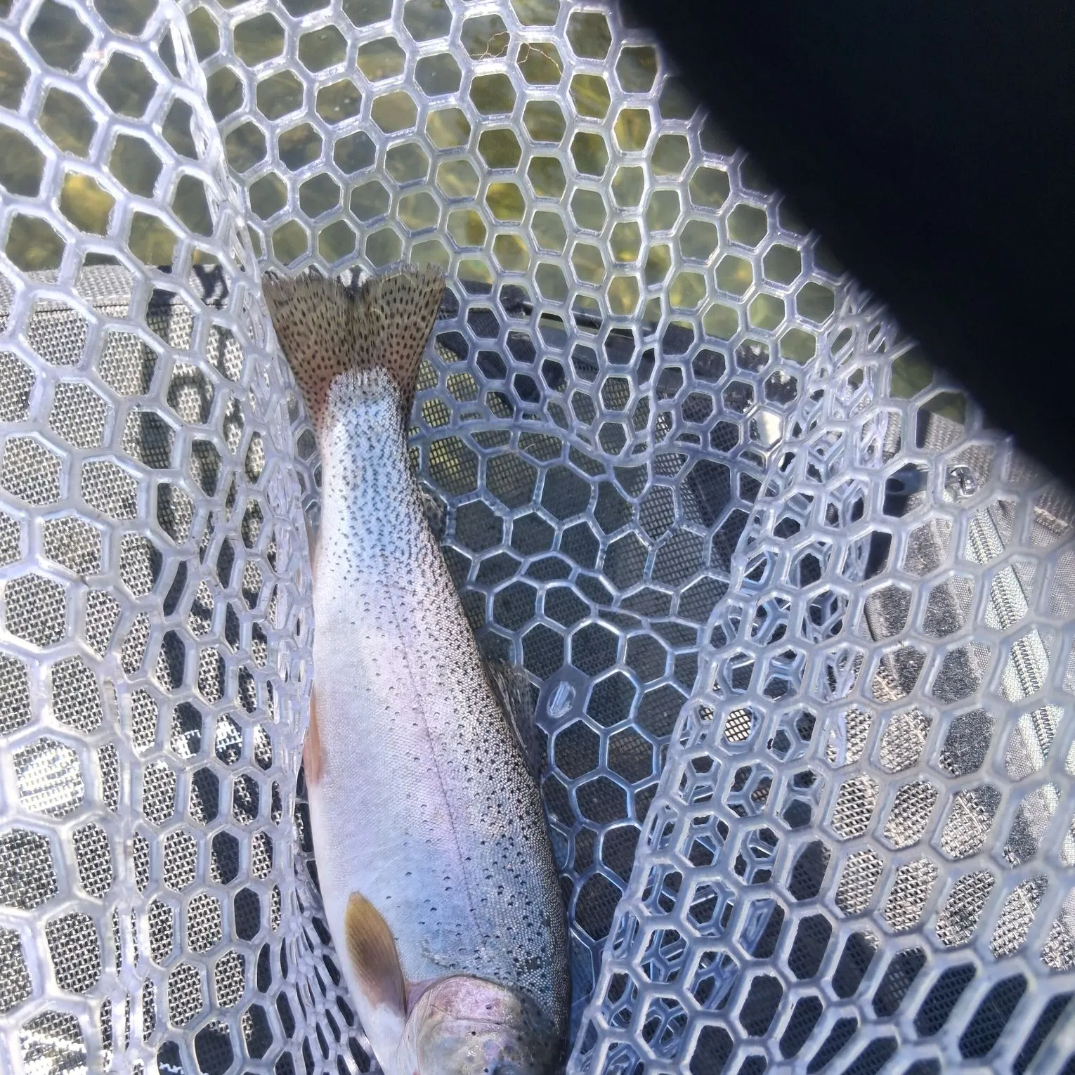 Cutthroat trout caught on Fishbrain