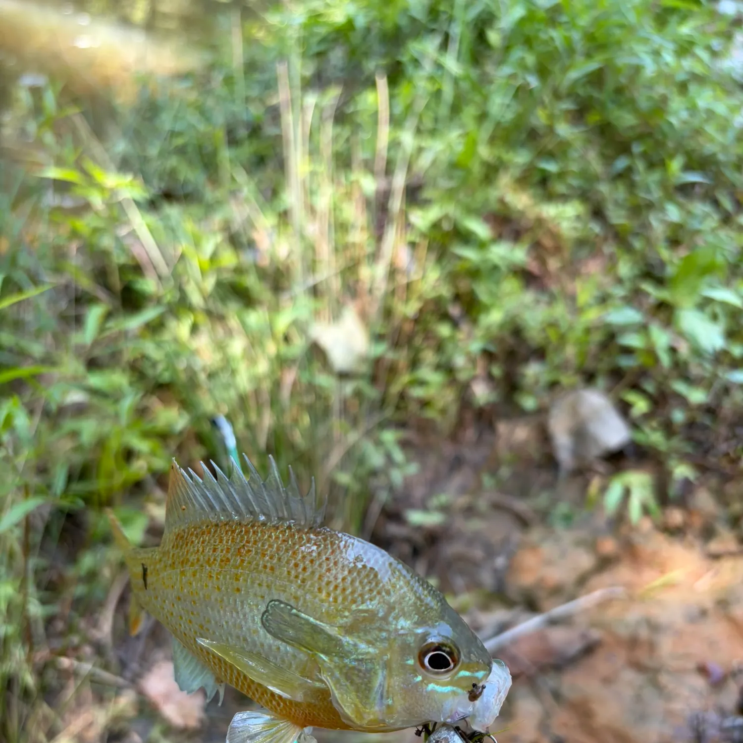Bluegill caught on Fishbrain