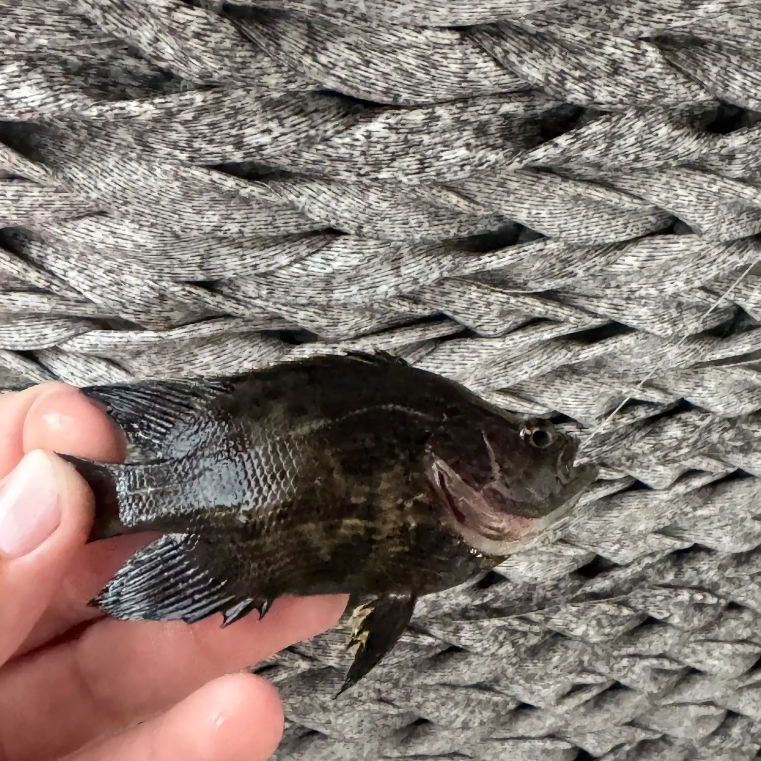 Atlantic tripletail caught on Fishbrain