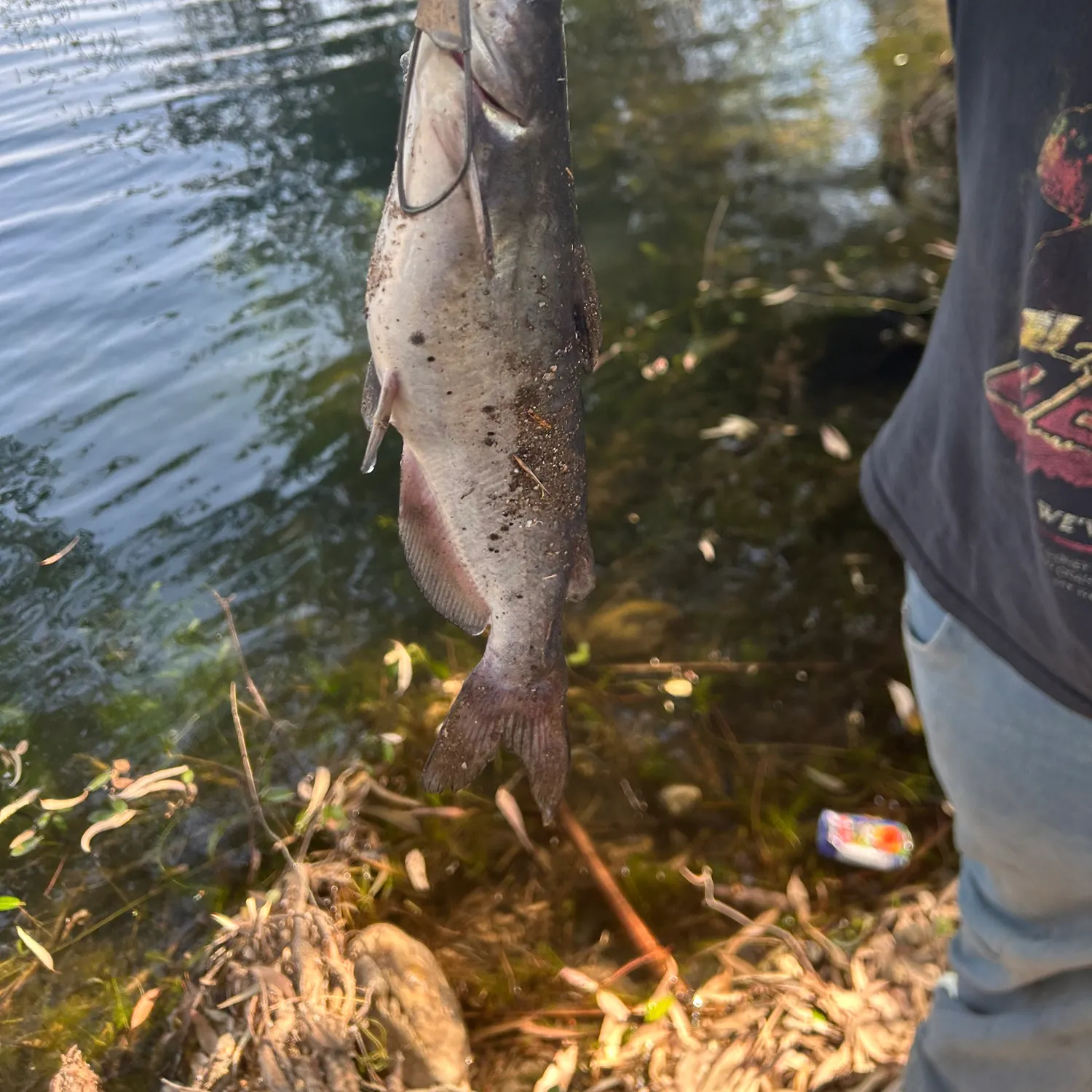 Channel catfish caught on Fishbrain