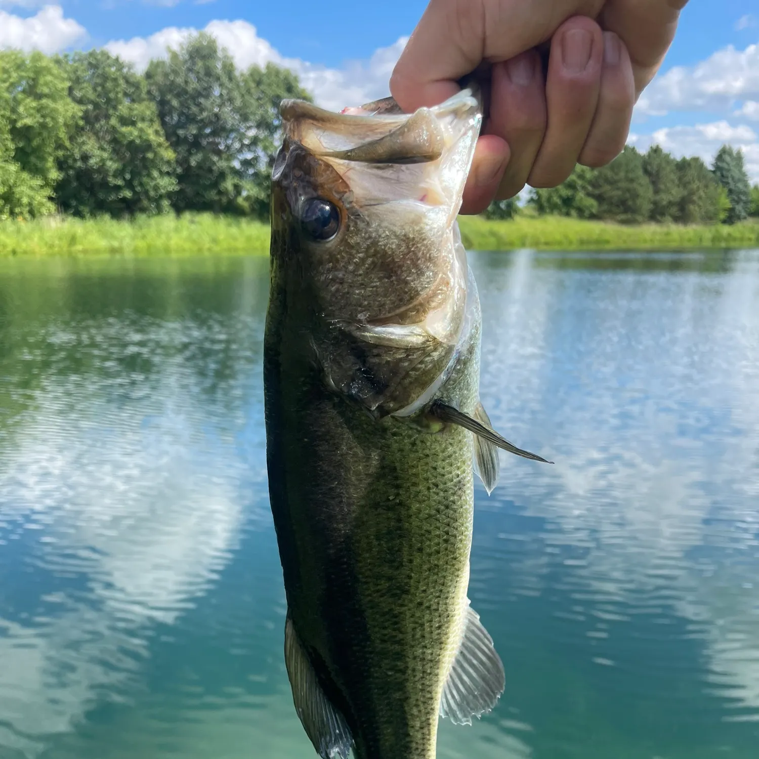 Largemouth bass caught on Fishbrain