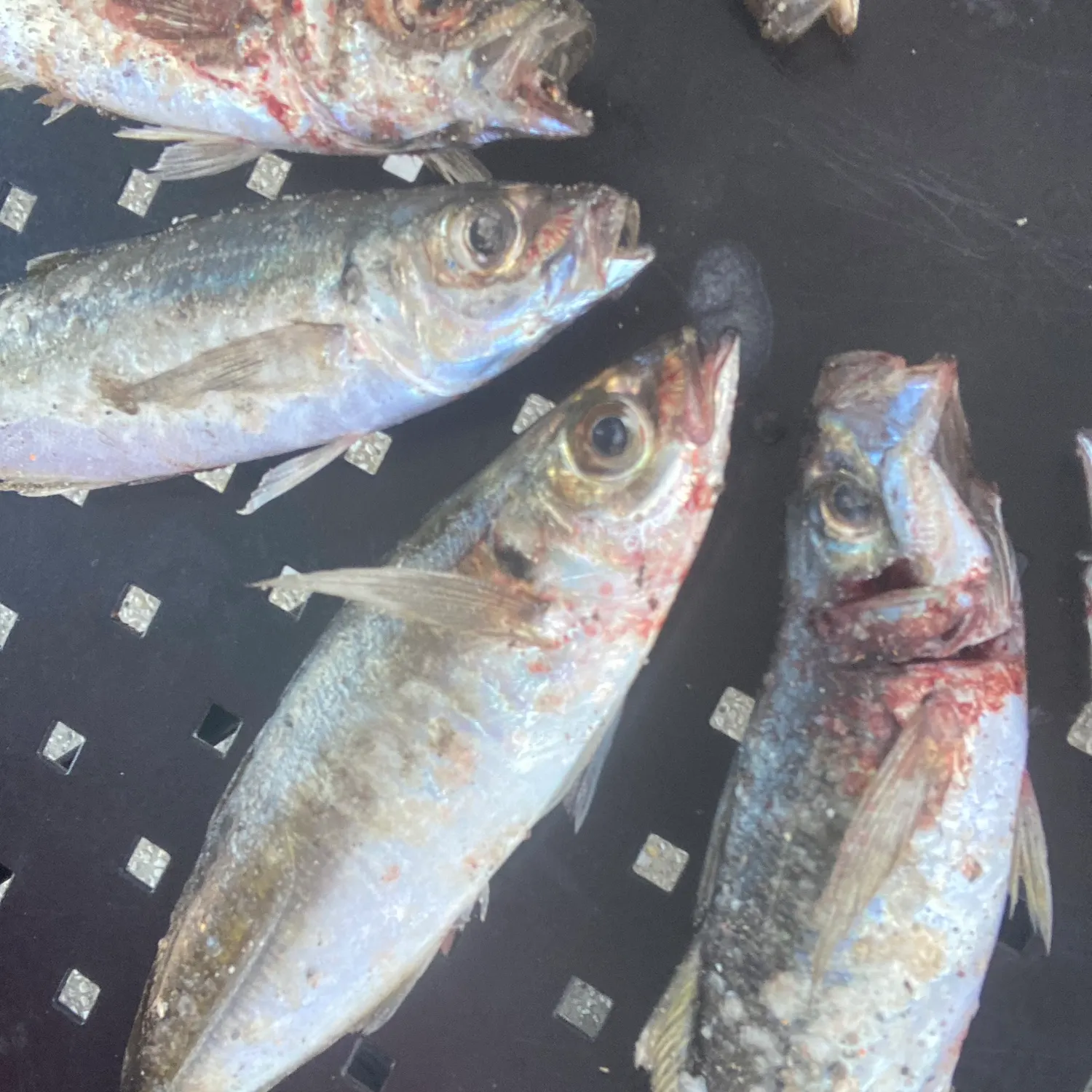 The most recent Mackerel scad catches on Fishbrain