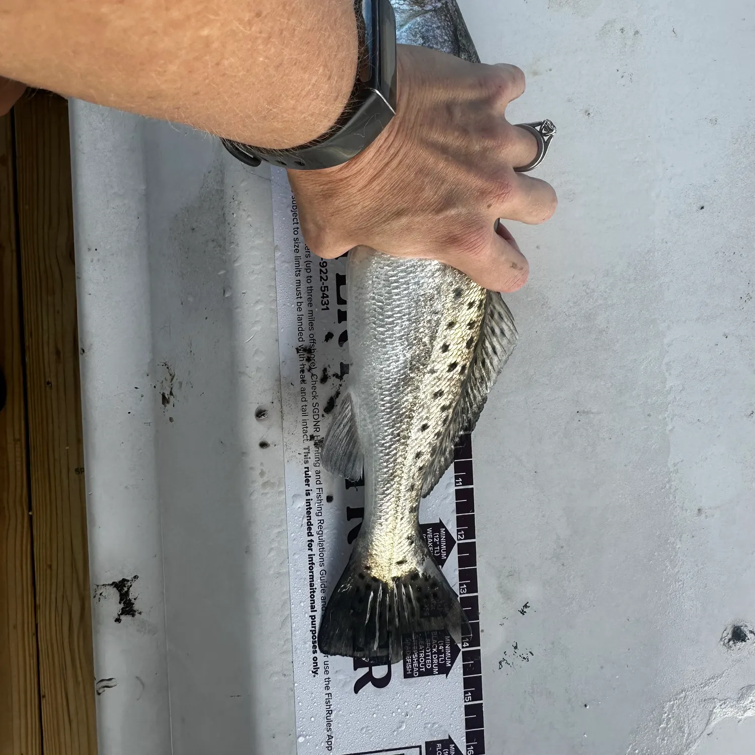Spotted seatrout caught on Fishbrain