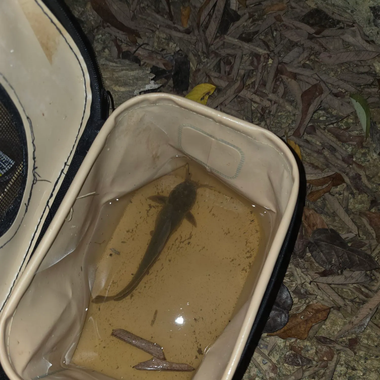 Walking catfish caught on Fishbrain