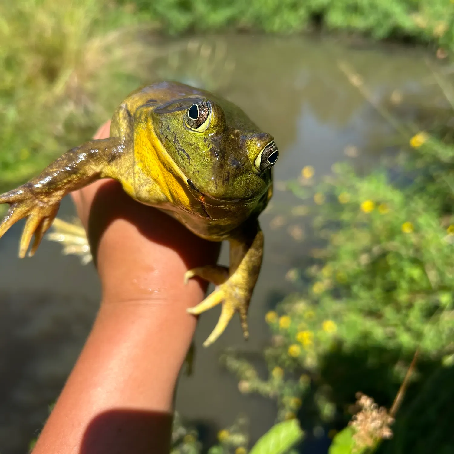 catch