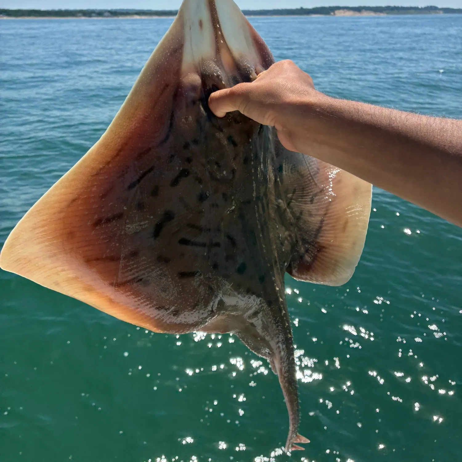 The most recent Thornback ray catches on Fishbrain
