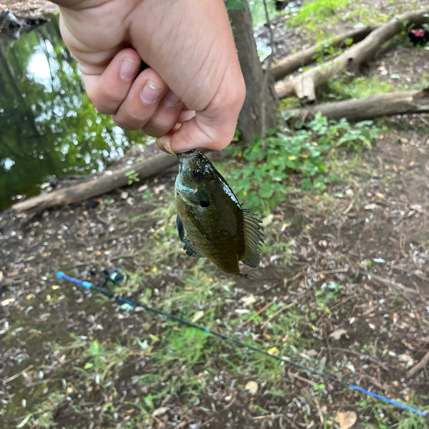 Bluegill caught on Fishbrain
