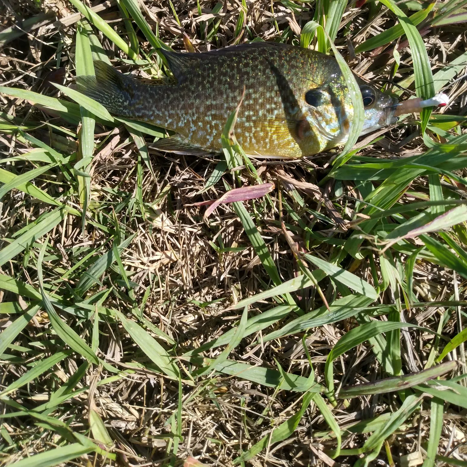 Greengill hybrid caught on Fishbrain