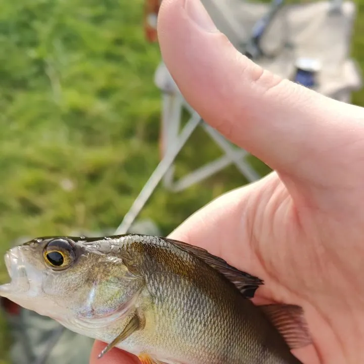 European perch caught on Fishbrain