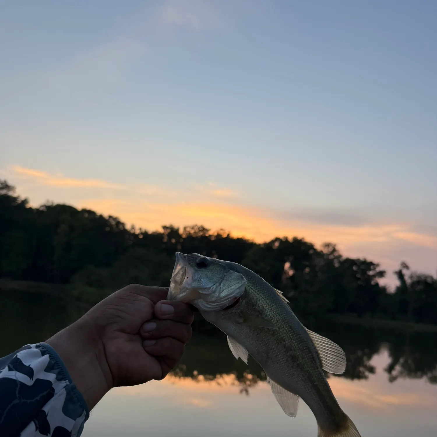 Spotted bass caught on Fishbrain