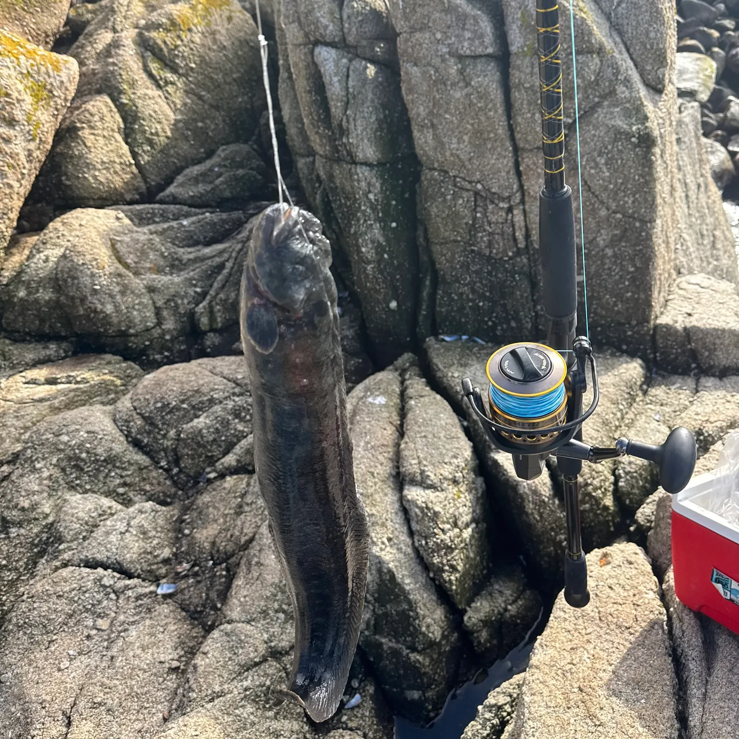 The most recent Monkeyface prickleback catches on Fishbrain