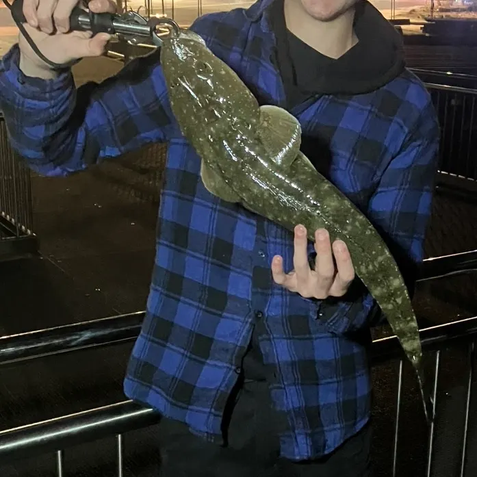 Dusky flathead caught on Fishbrain