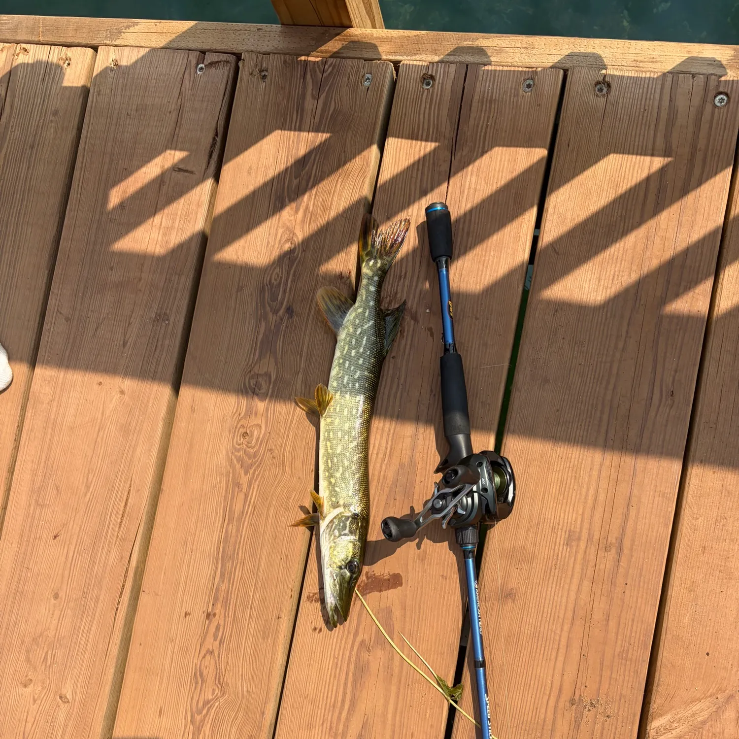 Northern pike caught on Fishbrain