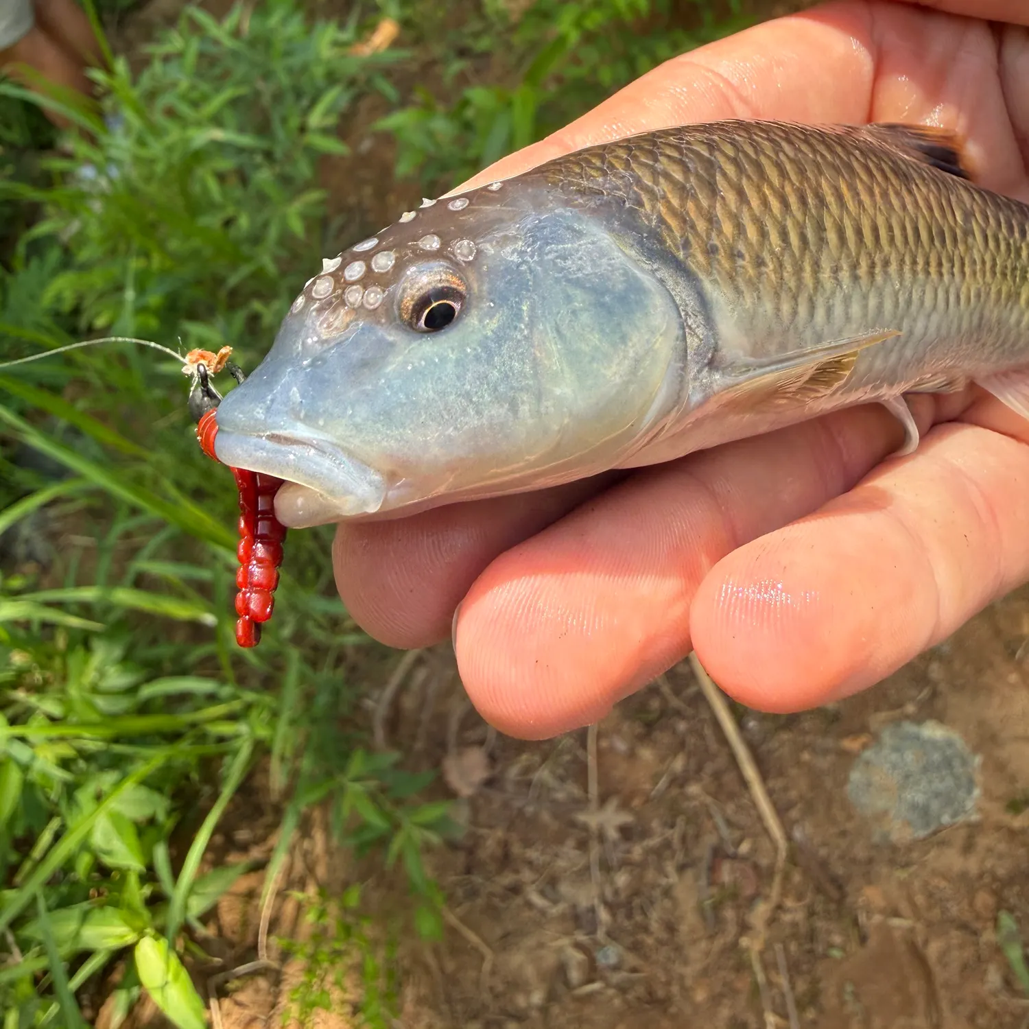 The most recent Bluehead chub catches on Fishbrain