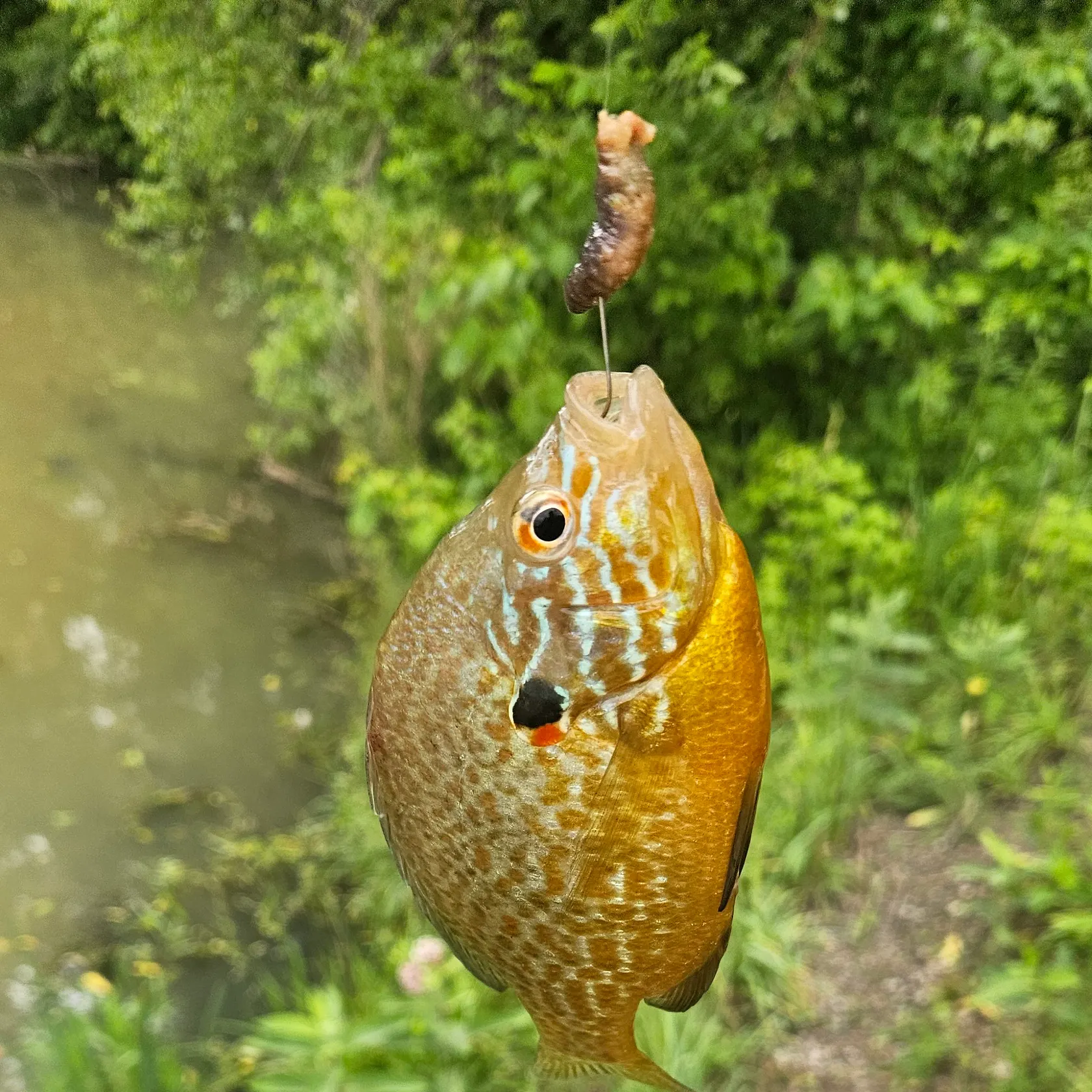 Bluegill caught on Fishbrain