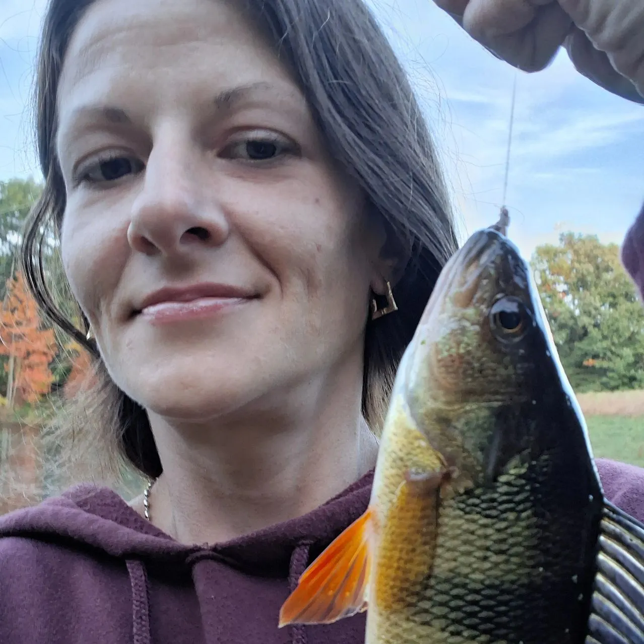 Yellow perch caught on Fishbrain