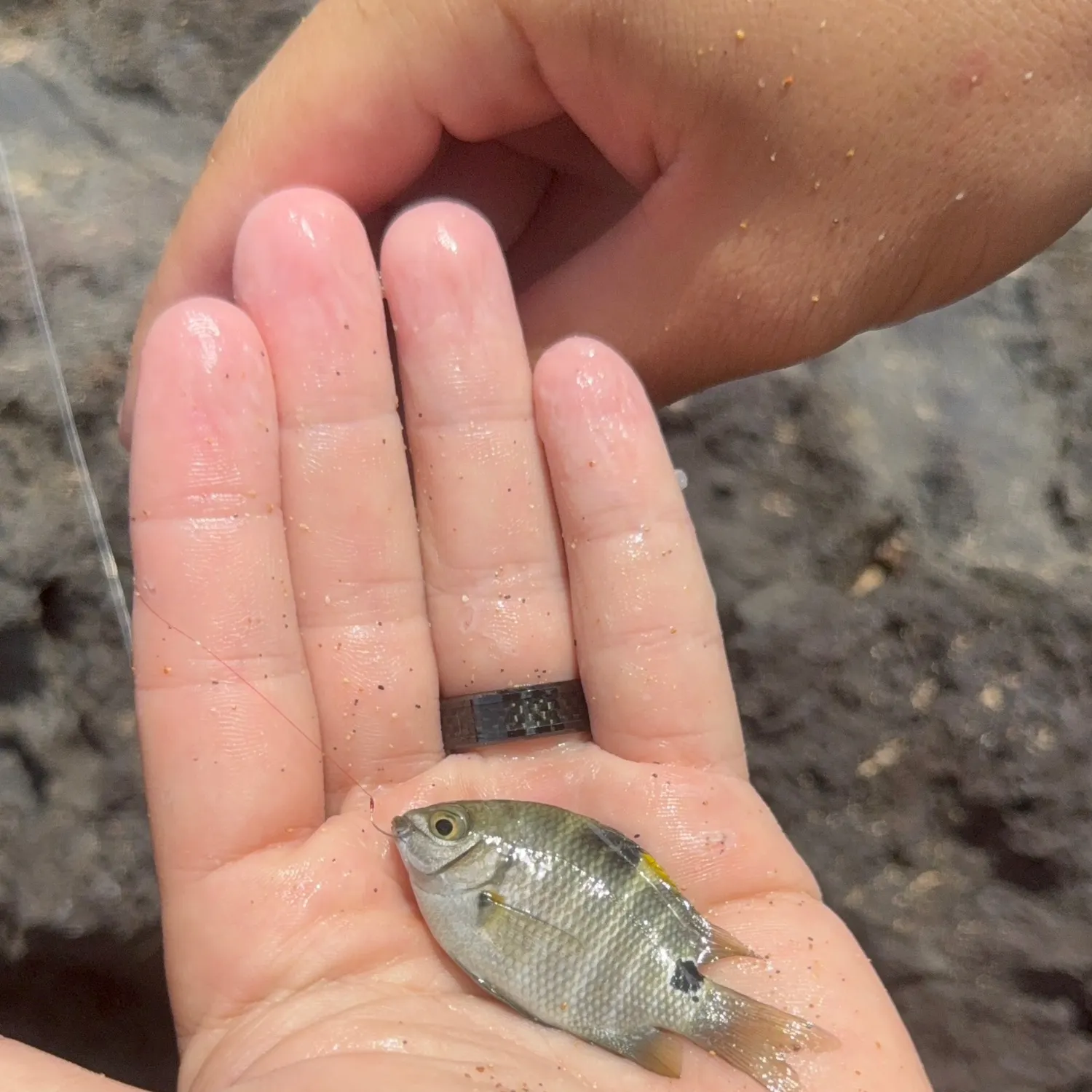 The most recent Blackspot sergeant catches on Fishbrain