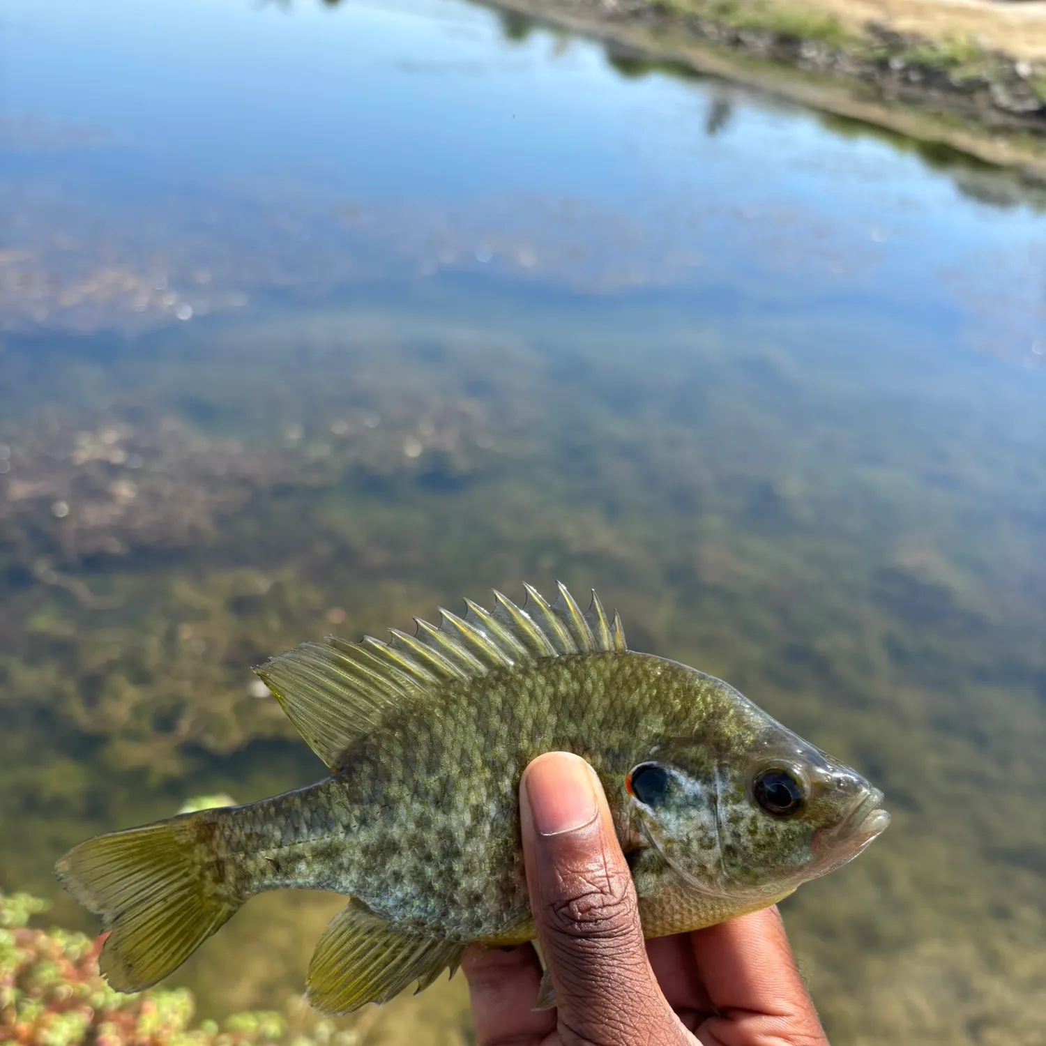 Redear sunfish caught on Fishbrain