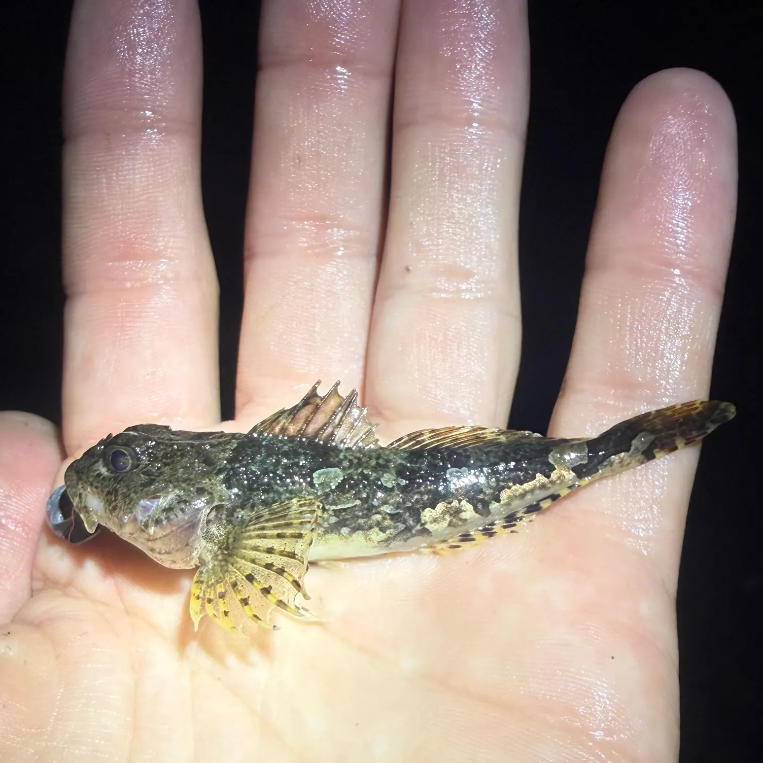The most recent Grubby sculpin catches on Fishbrain