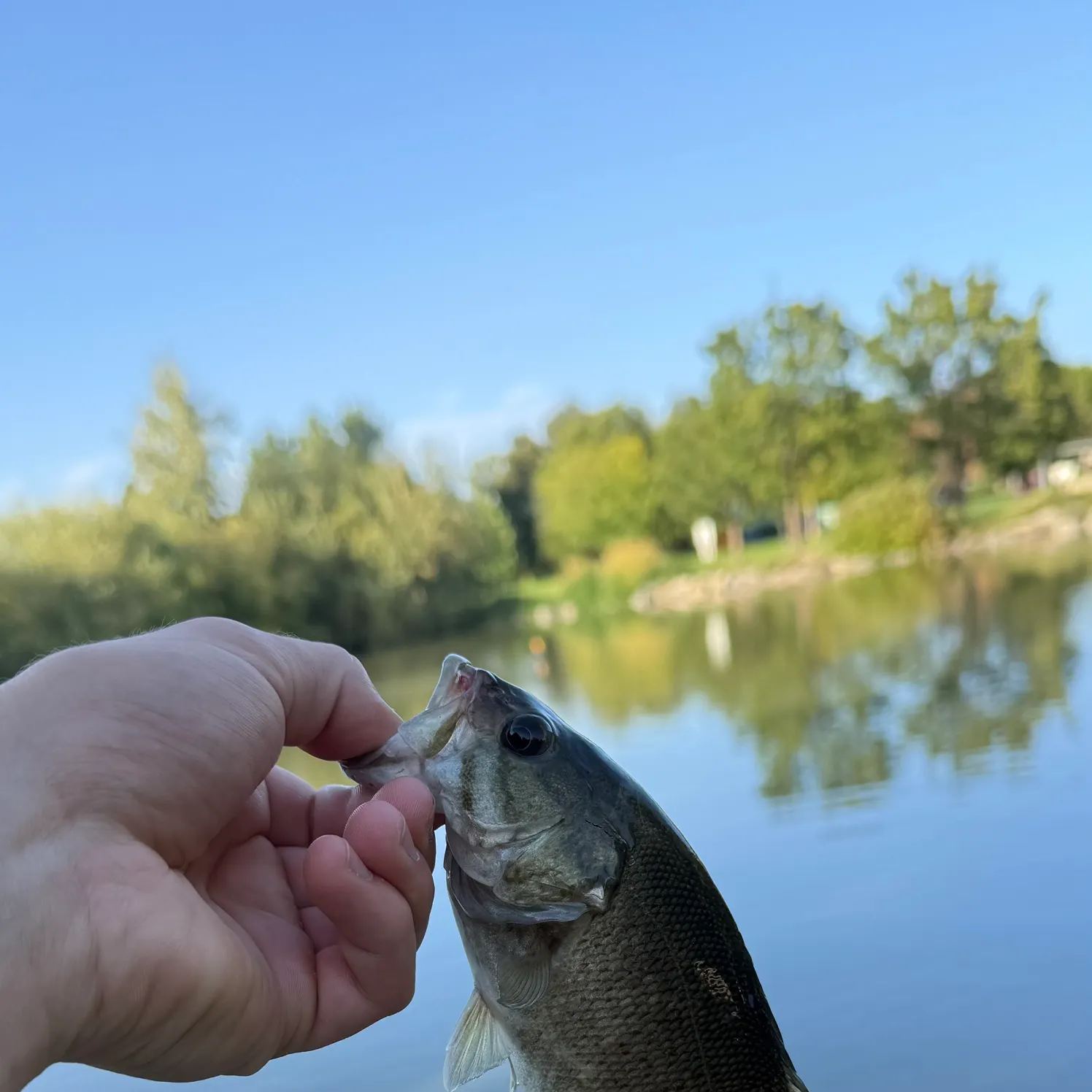 Smallmouth bass caught on Fishbrain