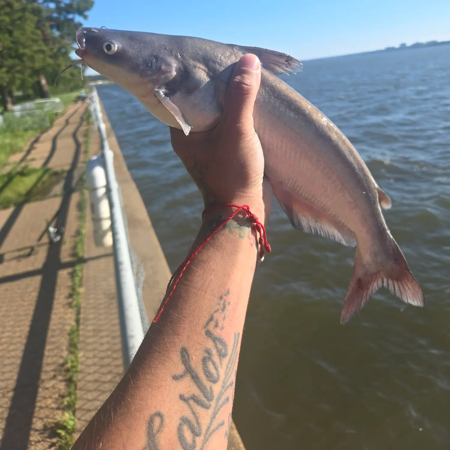 Channel catfish caught on Fishbrain