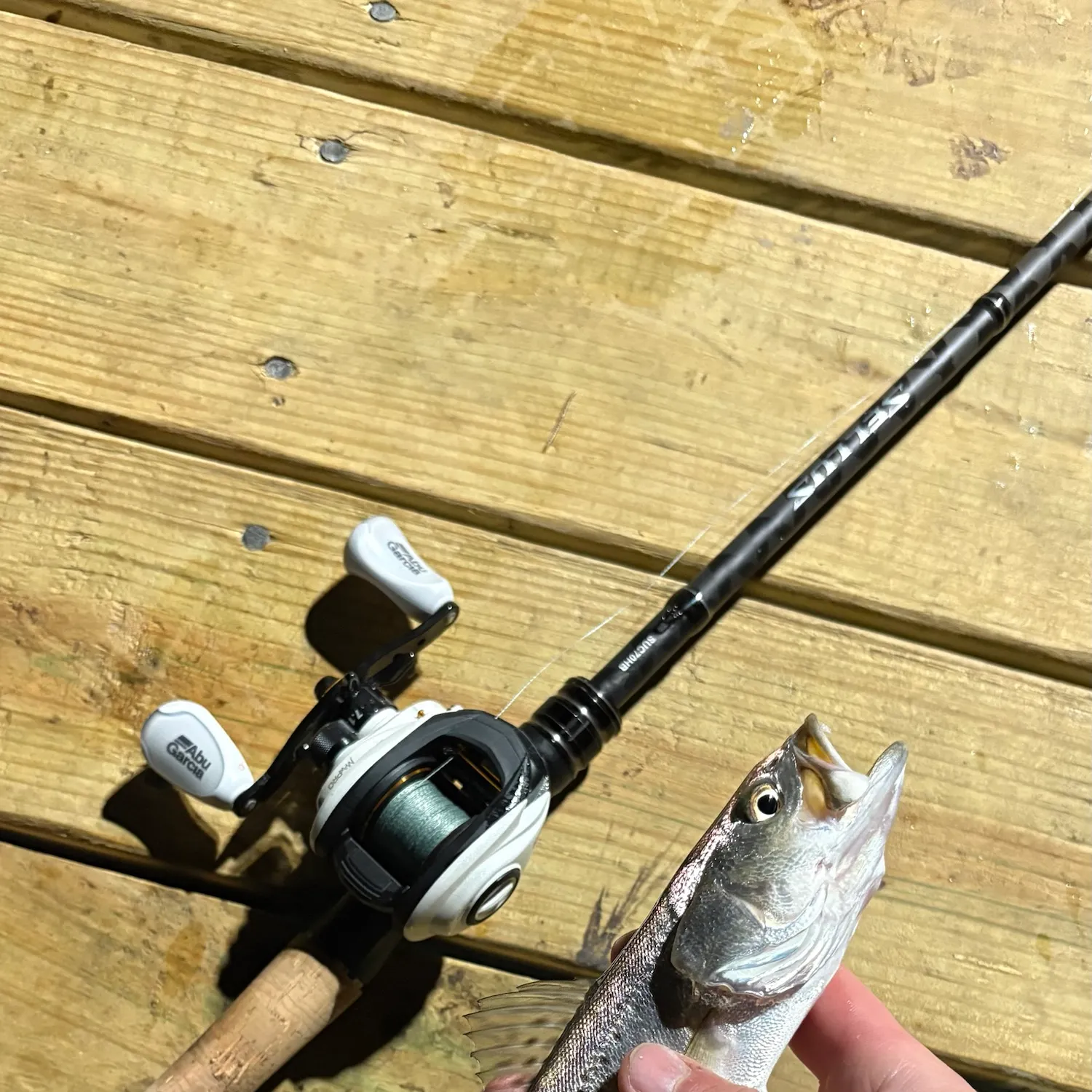 Spotted seatrout caught on Fishbrain