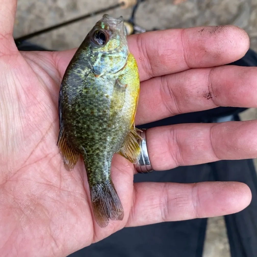Pumpkinseed caught on Fishbrain