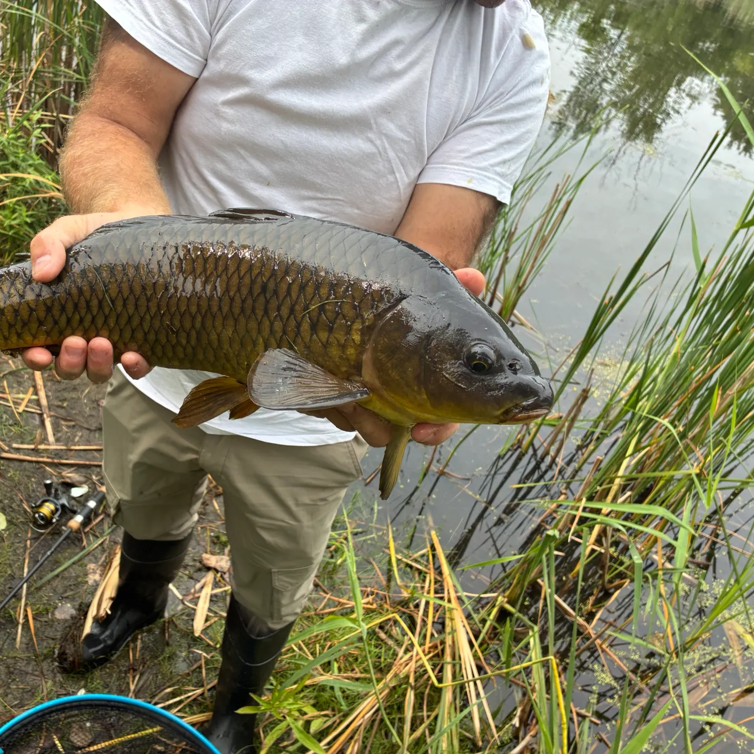 Common carp caught on Fishbrain