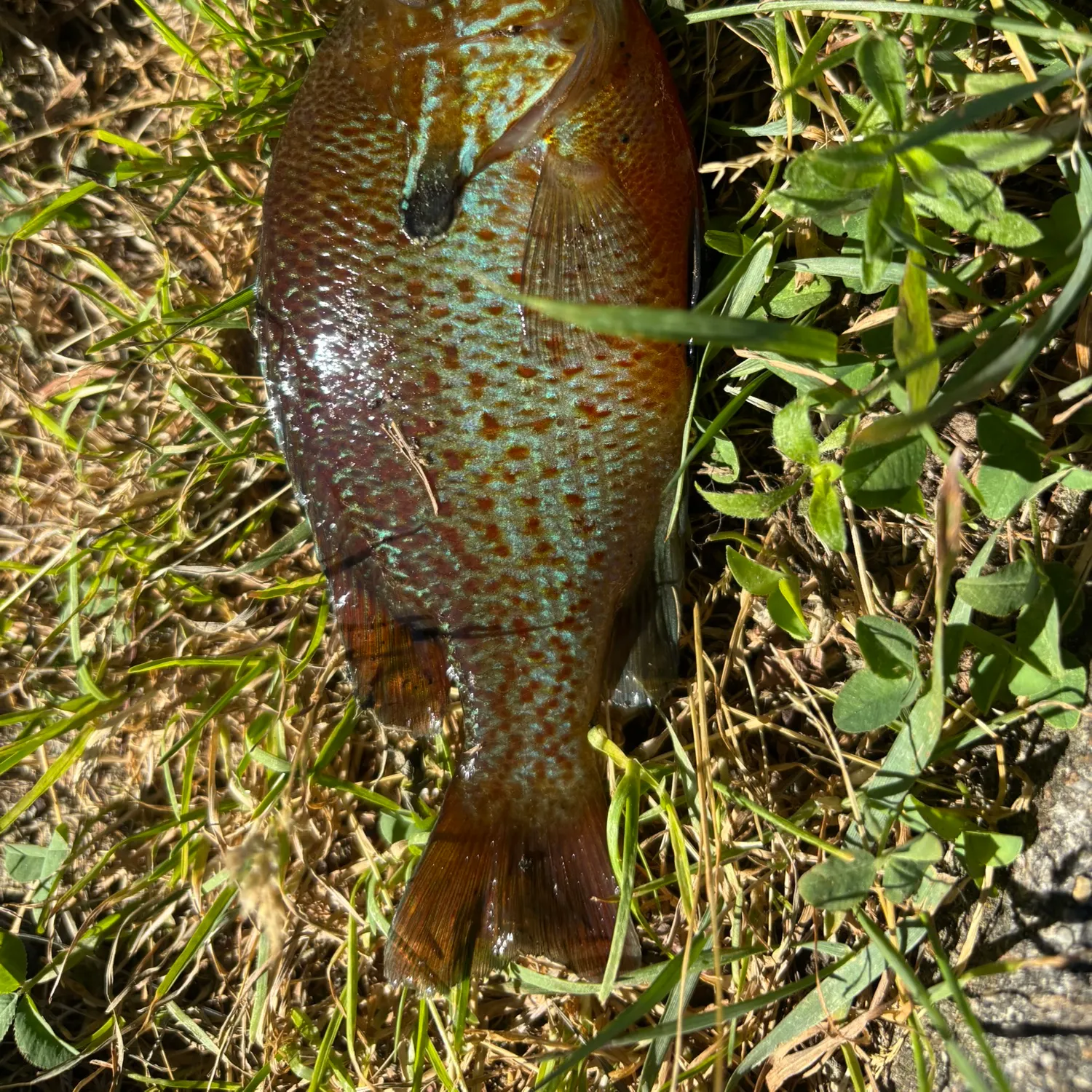 The most recent Plains longear sunfish catches on Fishbrain