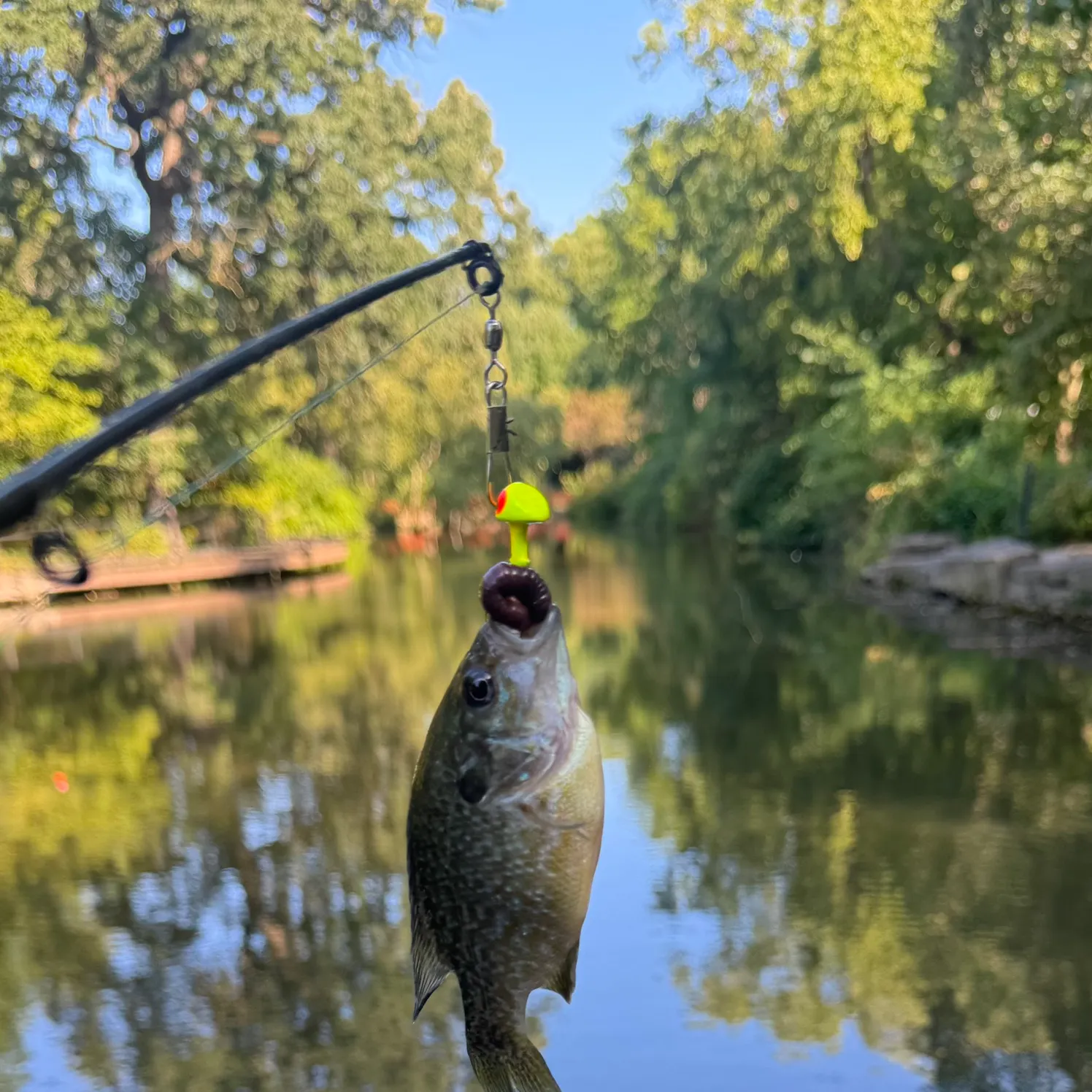Greengill hybrid caught on Fishbrain